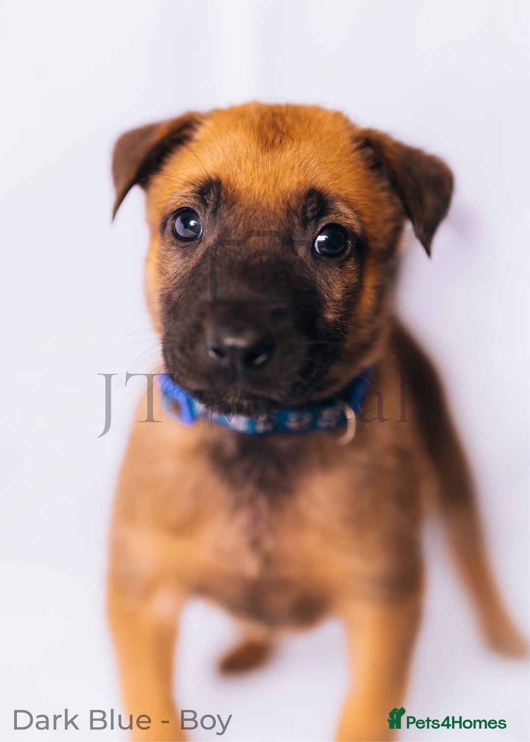 Belgian Shepherd Dog dogs for sale: Belgian malinois puppies - Image 3