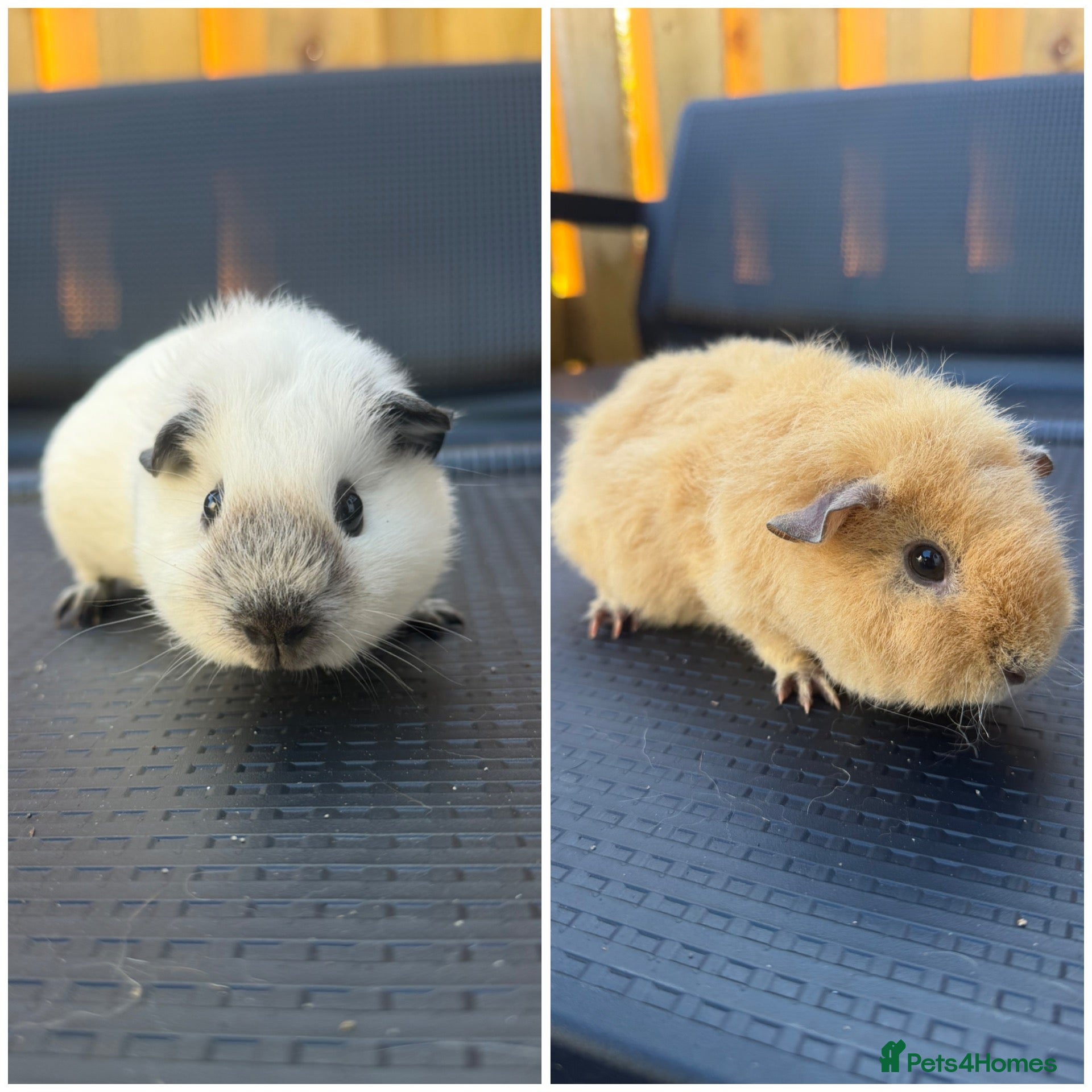 Guinea Pig rodents 12 week old Female guinea pigs - Advert 4