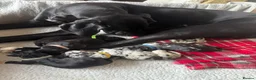 Great Dane dogs for sale: KC reg Great Dane pup - Advert 2