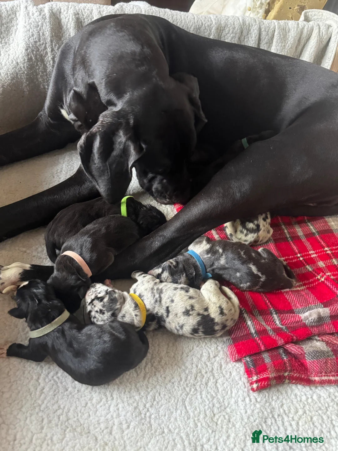 Great Dane dogs for sale: KC reg Great Dane pup - Advert 2