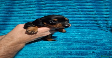 Dachshund dogs - Advert 9