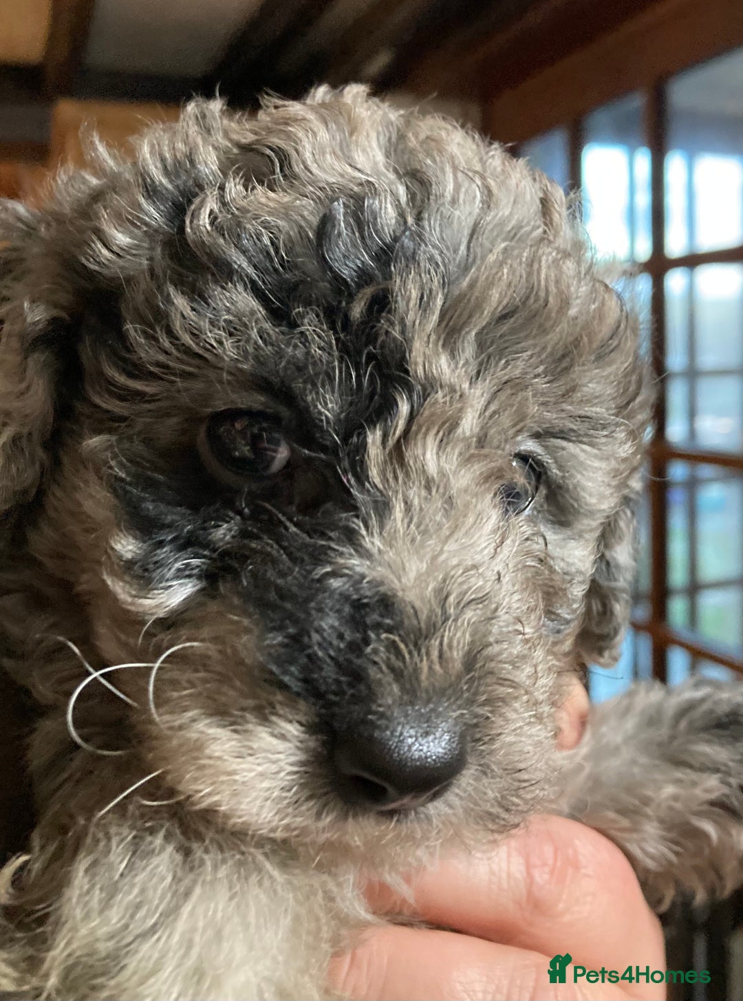 Bordoodle dogs for sale:  Beautiful Bordoodle Puppies inc Merle/Apricot - Advert 2