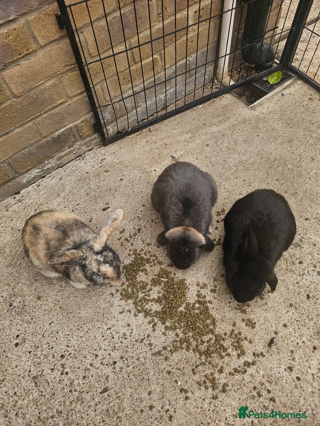Mixed Breed rabbits for sale: Rabbits - Image 4