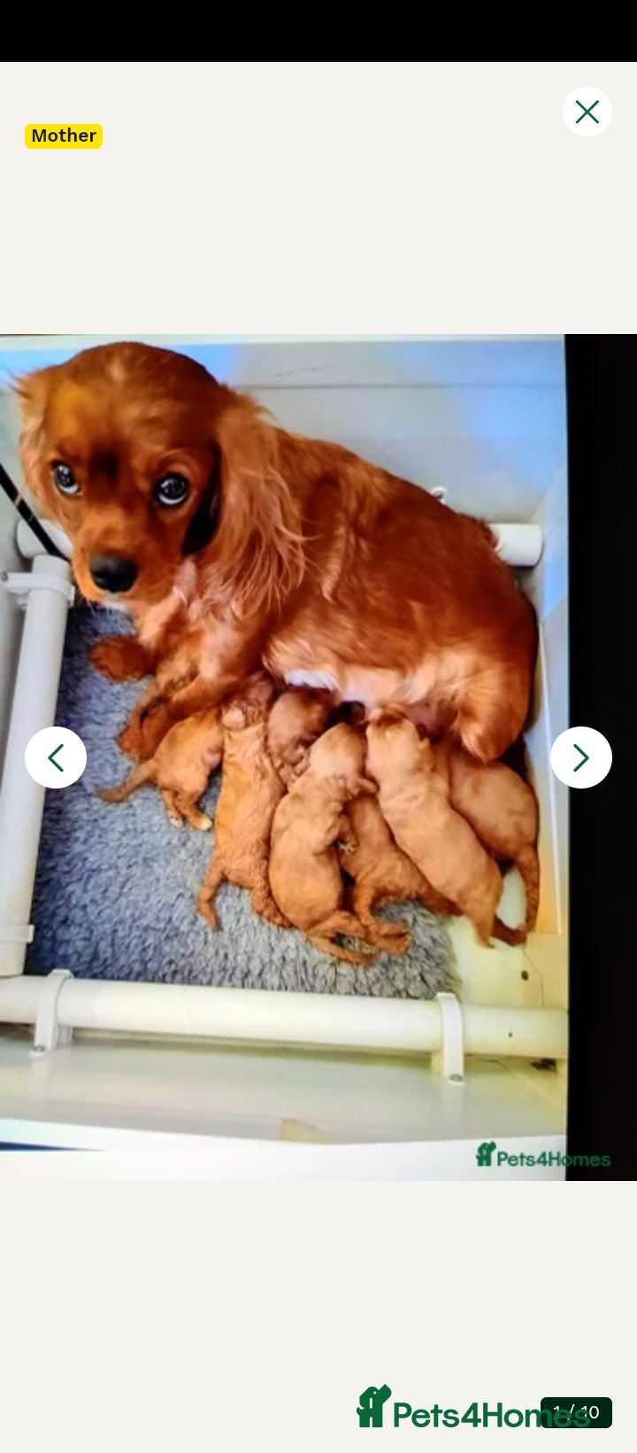 Cavapoo dogs 8 stunning Cavapoo 🐕‍🦺 puppies 🐕‍🦺 - Advert 8