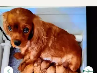 Cavapoo dogs 8 stunning Cavapoo 🐕🦺 puppies 🐕🦺 - Advert 7