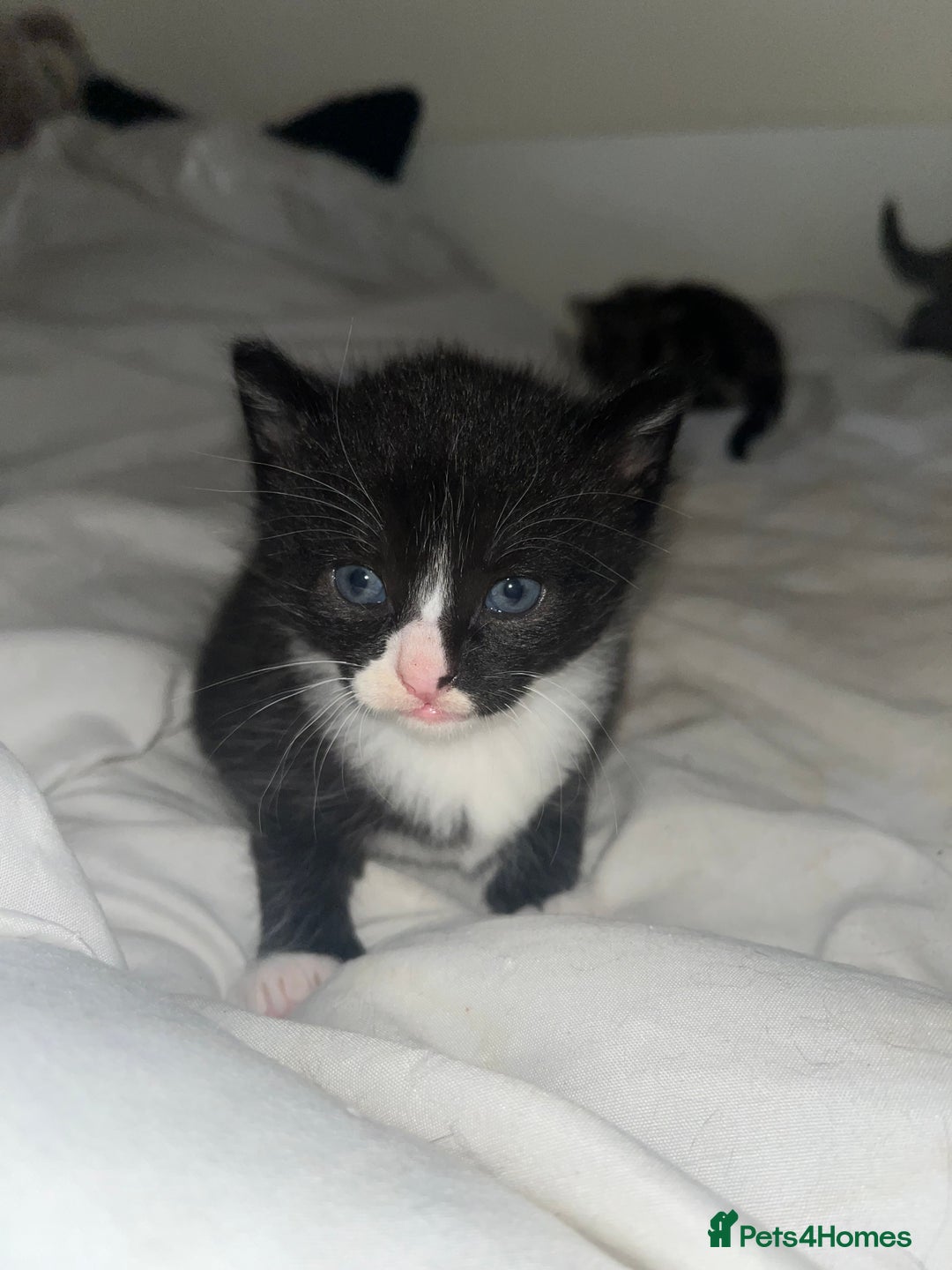 British Shorthair cats for sale: 4 kittens are available now  - Advert 6