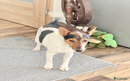 Fox Terrier dogs for adoption: Sweet Mizzo looking for LOVE - Image 4