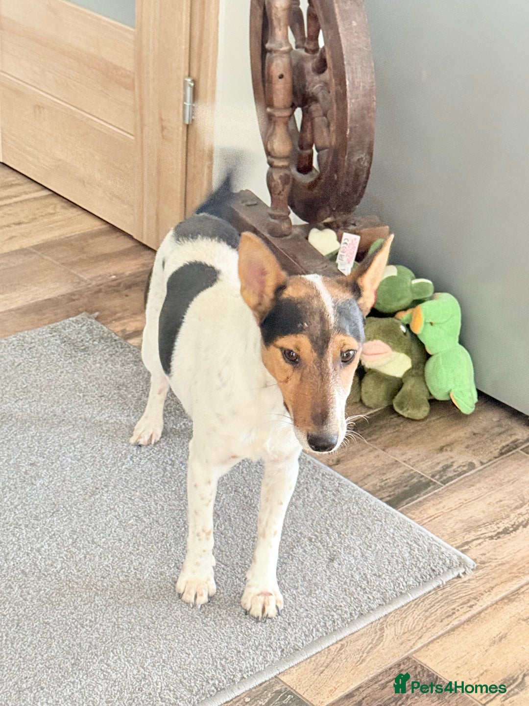 Fox Terrier dogs for adoption: Sweet Mizzo looking for LOVE - Image 4