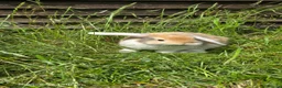Mini Lop rabbits for sale: Bunnies - Advert 2