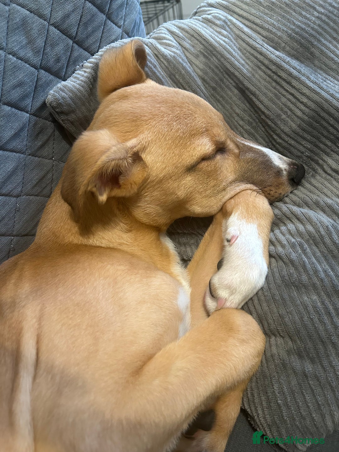 Lurcher dogs for sale: Lurcher puppy - Advert 4