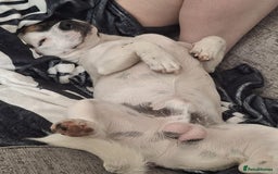 Mixed Breed dogs for sale: Bruno - Needs a New, Loving Home - Image 22