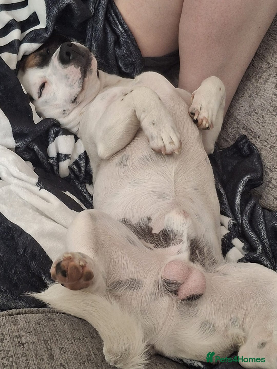 Mixed Breed dogs for sale: Bruno - Needs a New, Loving Home - Image 22