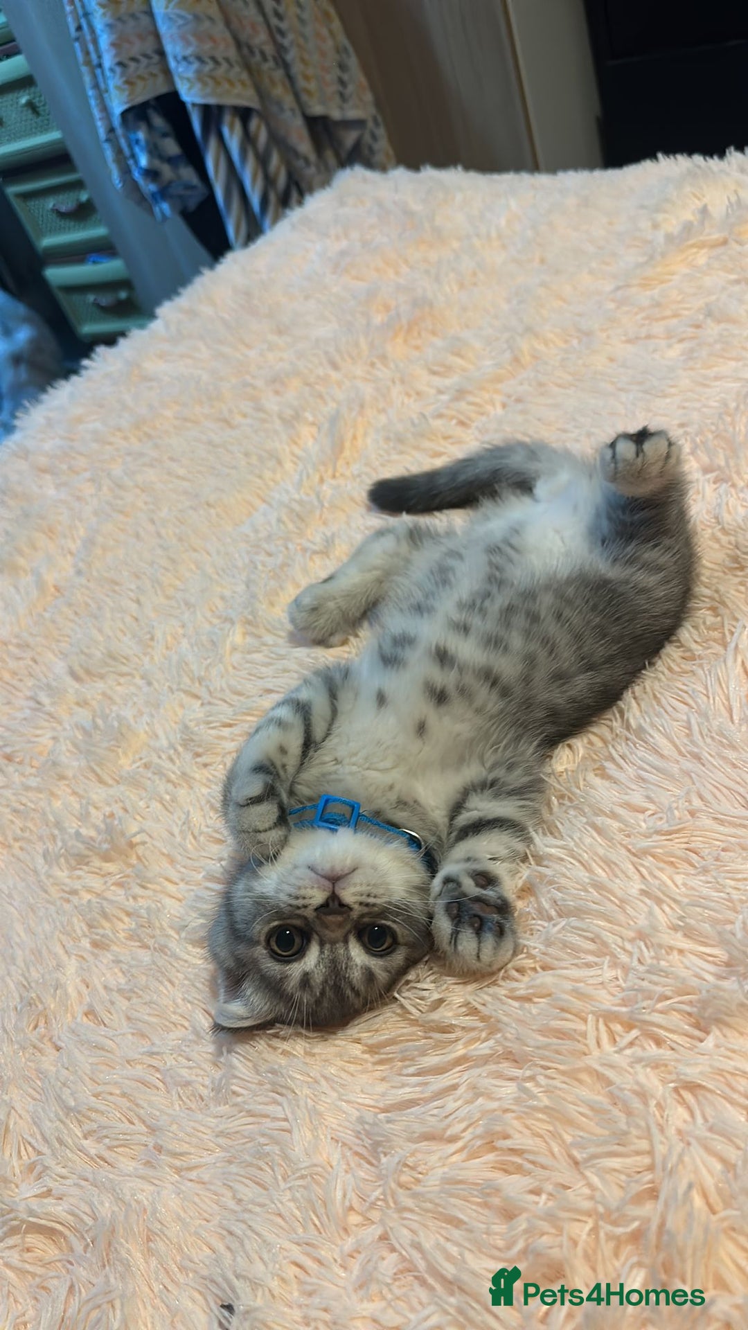 Scottish Fold cats for sale:  Last male Scottish fold kitten - Image 16