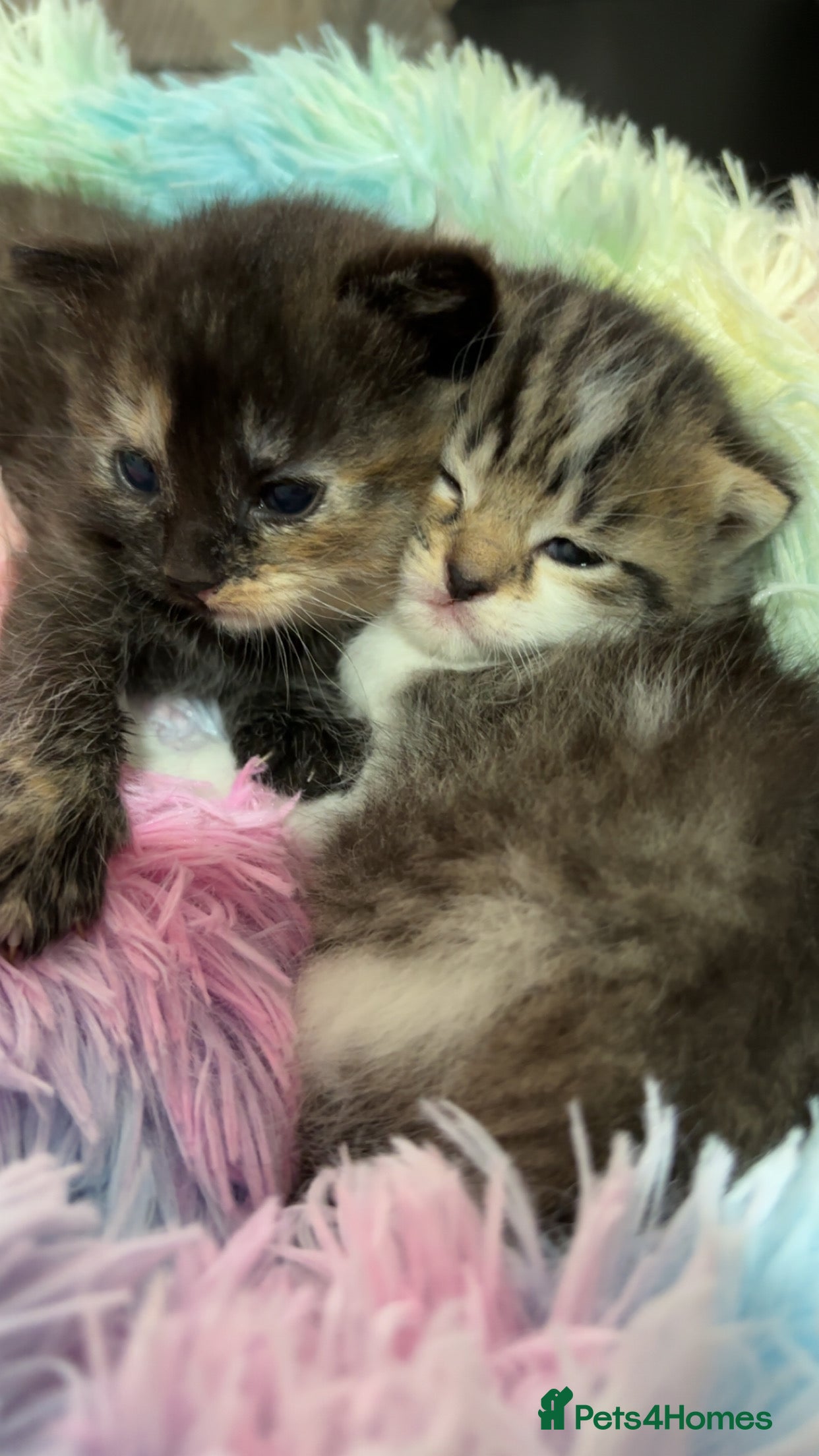 Mixed Breed cats Mixed breed kittens - Advert 10