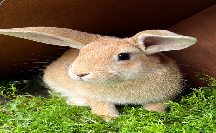 Rex rabbits - Advert 6