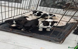 Mixed Breed dogs for sale: Jackahuahua - Image 1