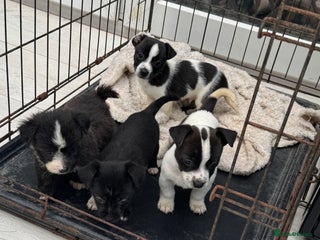 Mixed Breed dogs - Advert 22