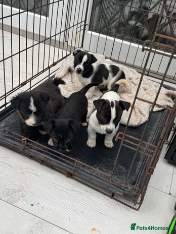 Mixed Breed dogs - Advert 1