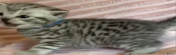 British Shorthair cats for sale: Beautiful bsh kittens  - Advert 25