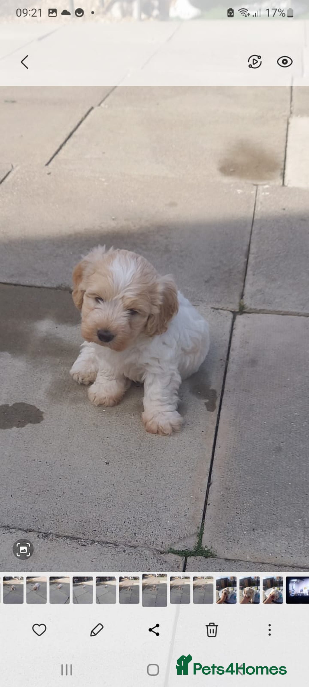 Mixed Breed dogs for sale: Maltese cross  cocker  - Image 5