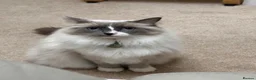Ragdoll cats for sale: Beautiful Ragdoll Cat Vaccinated & Microchipped  in Leyland - Advert 9
