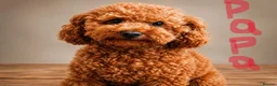 Toy Poodle dogs for sale: Astonishing! High Quality! Puppies! - Advert 3