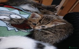 Mixed Breed cats for sale: Beautiful hand reared kittens  - Image 14