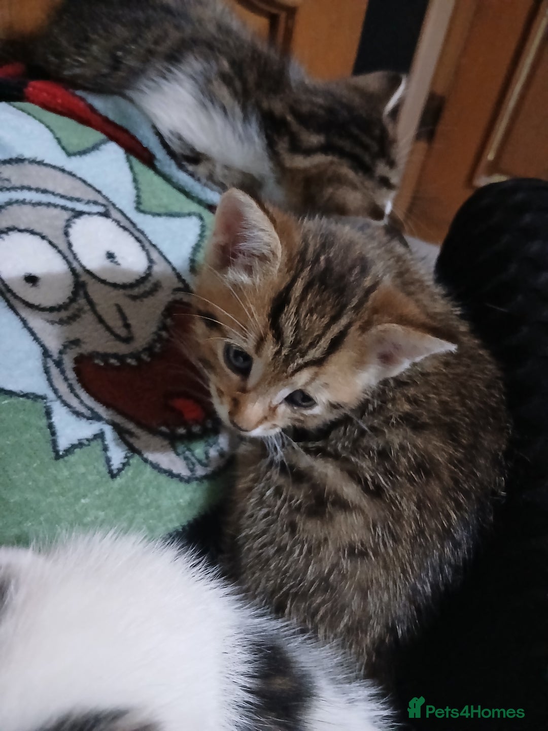 Mixed Breed cats for sale: Beautiful hand reared kittens  - Image 14