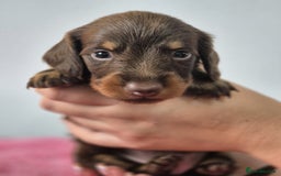 Miniature Dachshund dogs for sale: KC Registered Miniature Dachshund  - Image 8