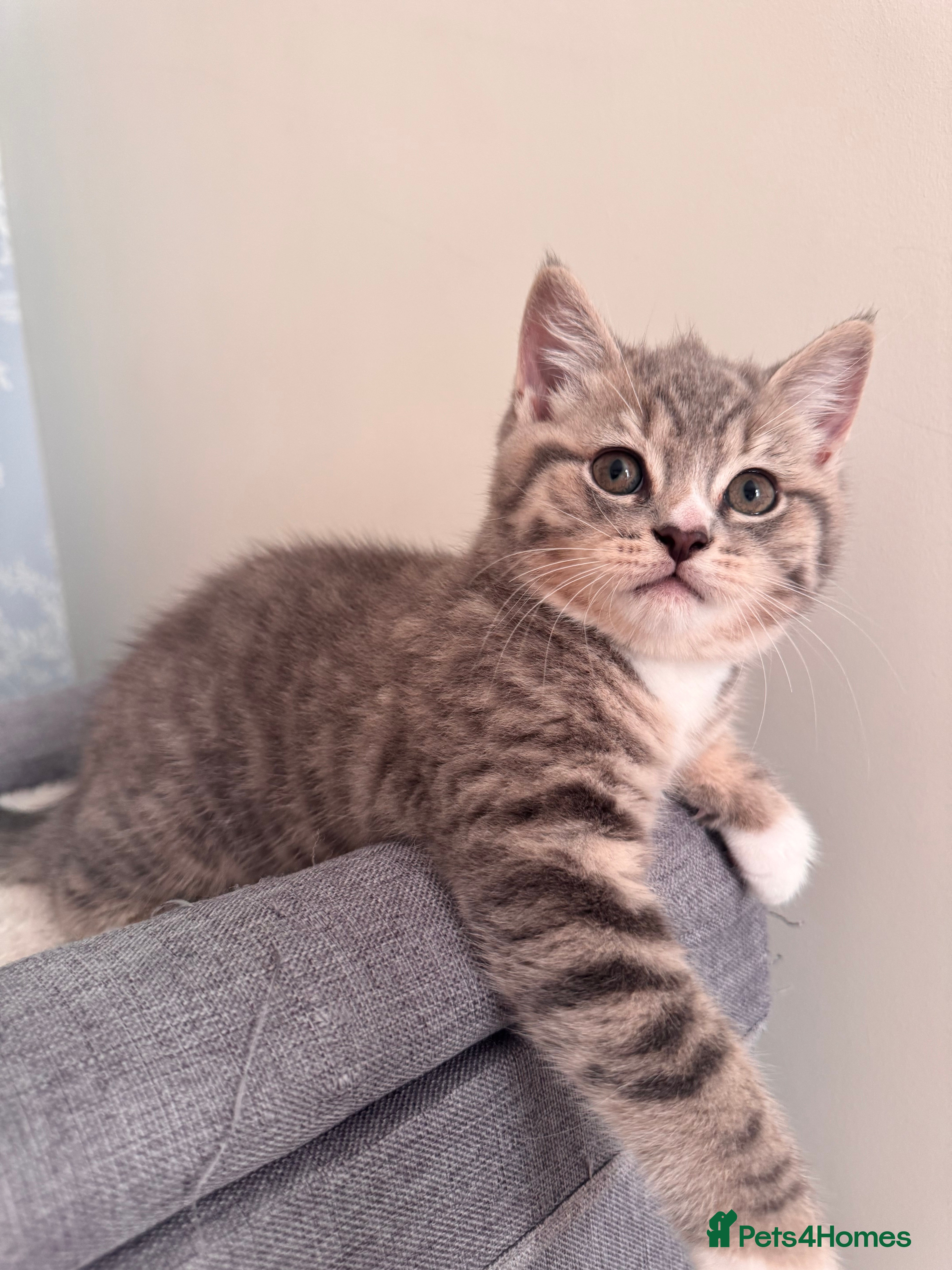 British Shorthair cats Purebred British Shorthair Kittens - Advert 2