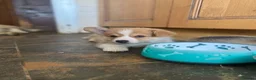 Welsh Corgi Pembroke dogs for sale: Gorgeous RKC reg corgi's DNA health tested parents - Advert 10