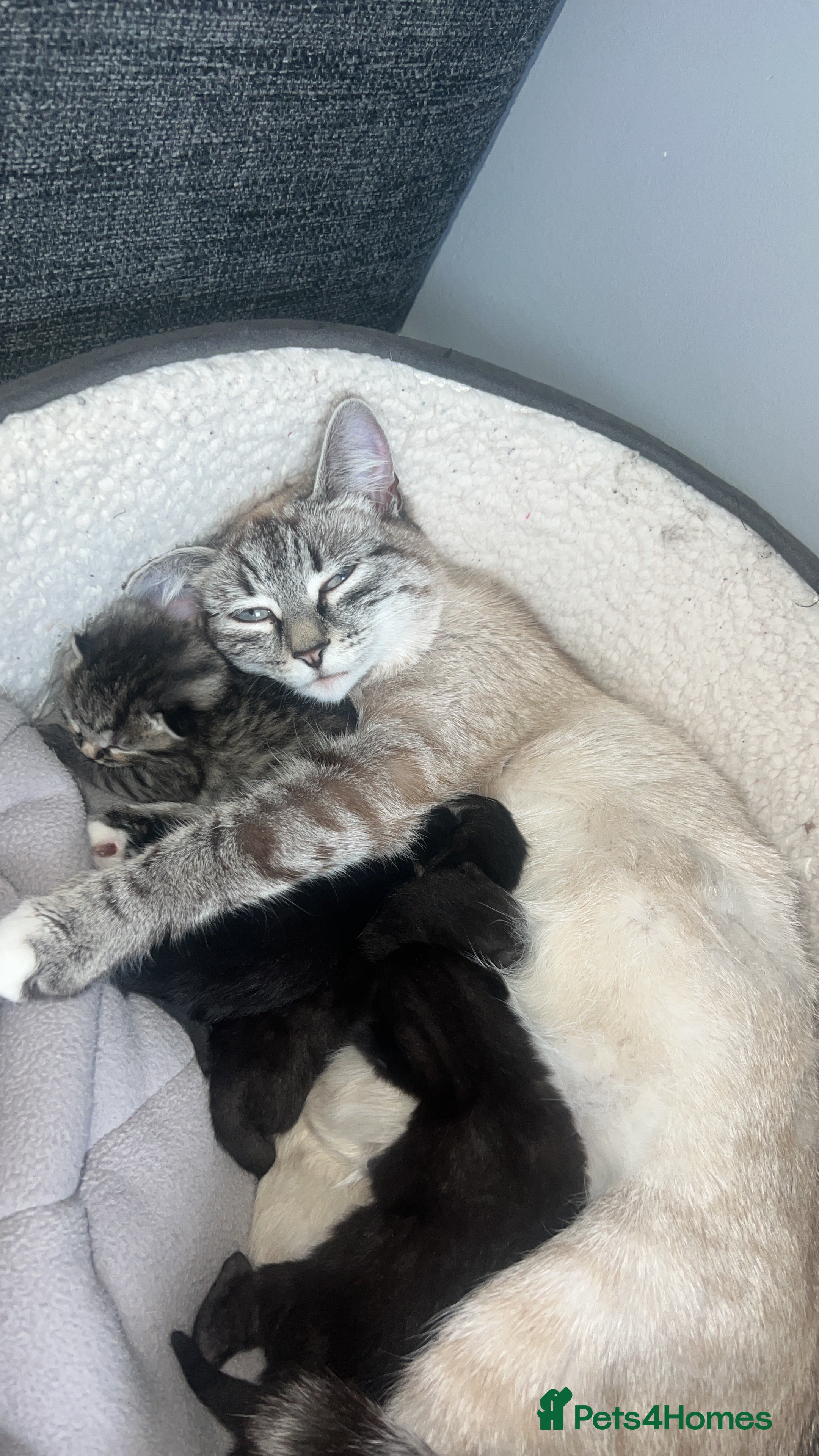 Mixed Breed cats 5 kittens for sale  - Advert 1