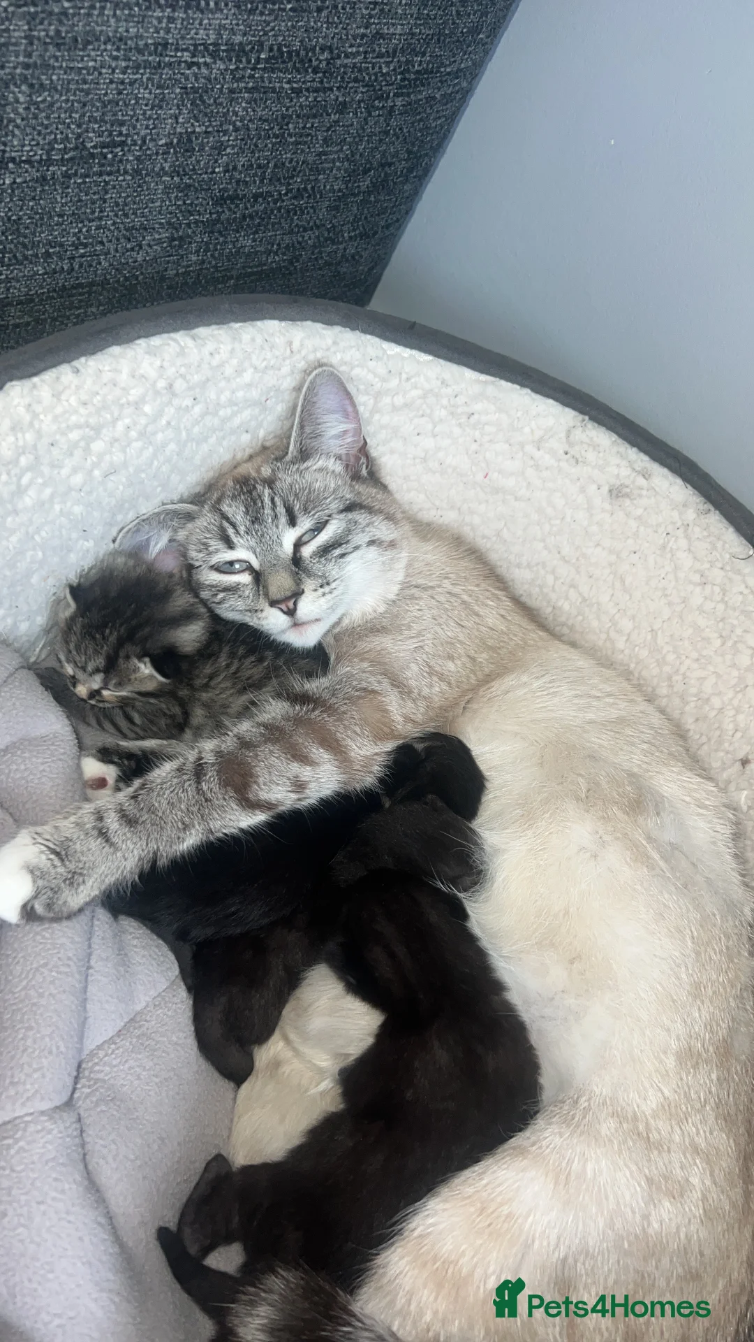 Mixed Breed cats for sale: 5 kittens for sale  - Advert 1