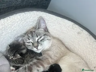 Mixed Breed cats 5 kittens for sale - Advert 1