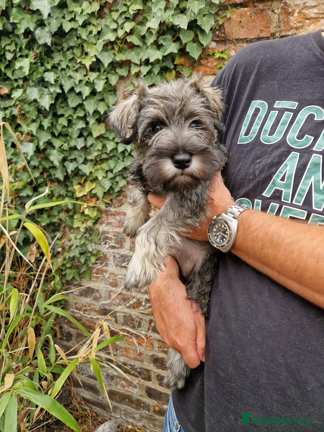 Miniature Schnauzer dogs for sale: KC Reg BVA MAC clear Miniature schnauzer  - Image 2