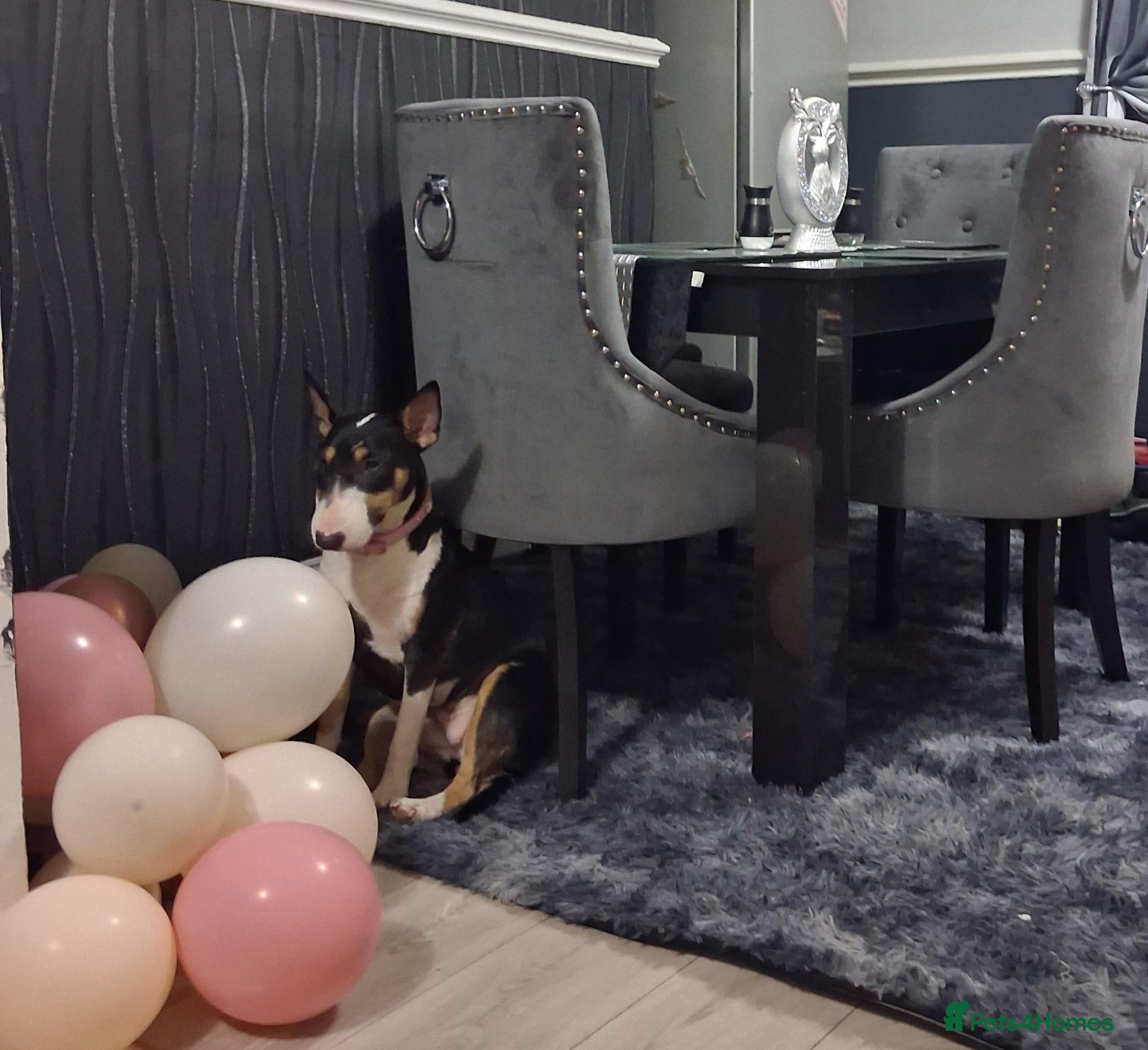 Bull Terrier dogs English bull terrier  - Advert 17