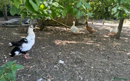 Ducks poultry for sale: Male duck - Image 1