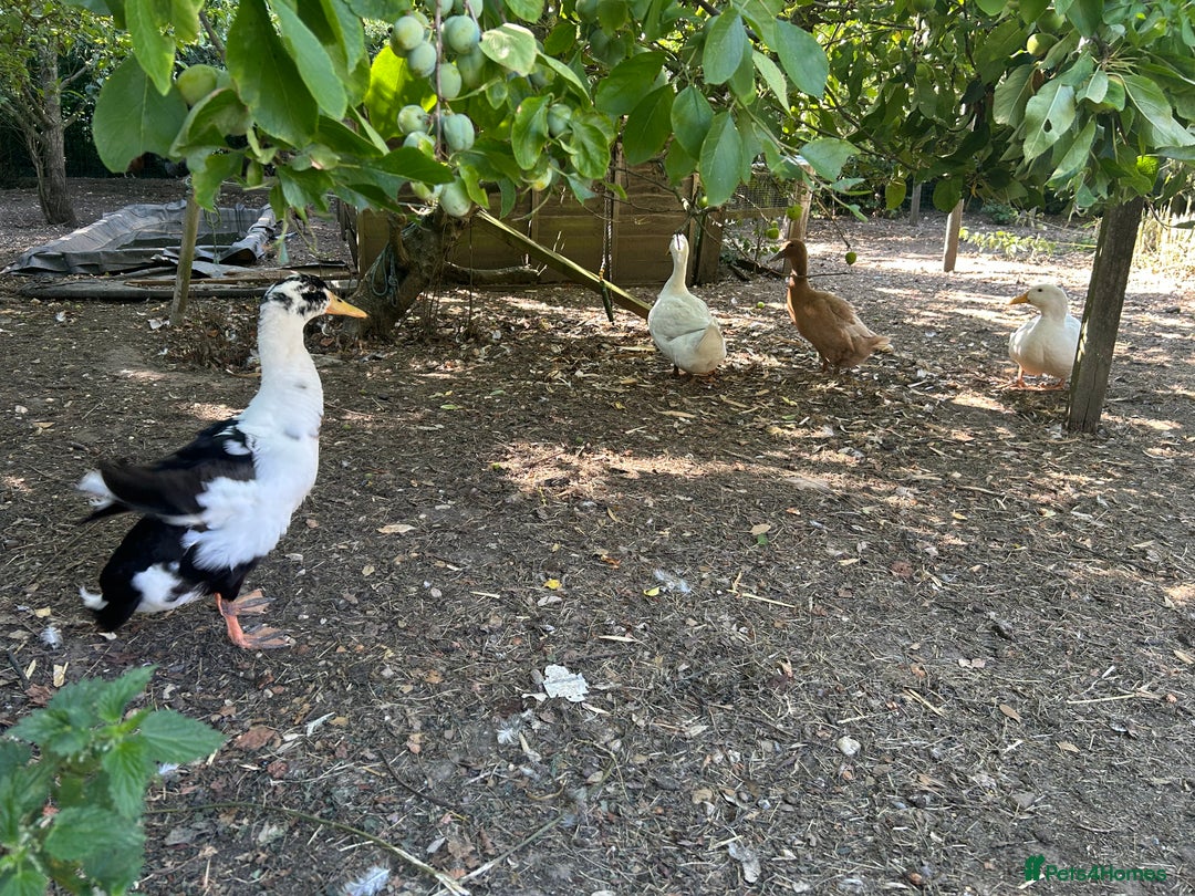 Ducks poultry for sale: Male duck - Image 1