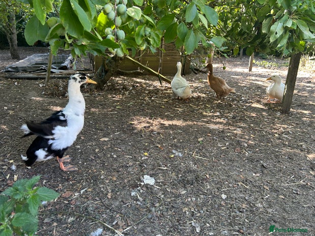 Ducks poultry - Advert 8