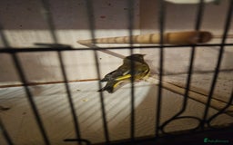 Finches birds for sale: Greenfinch, Bengalese Finches & Zebra Finches - Image 3