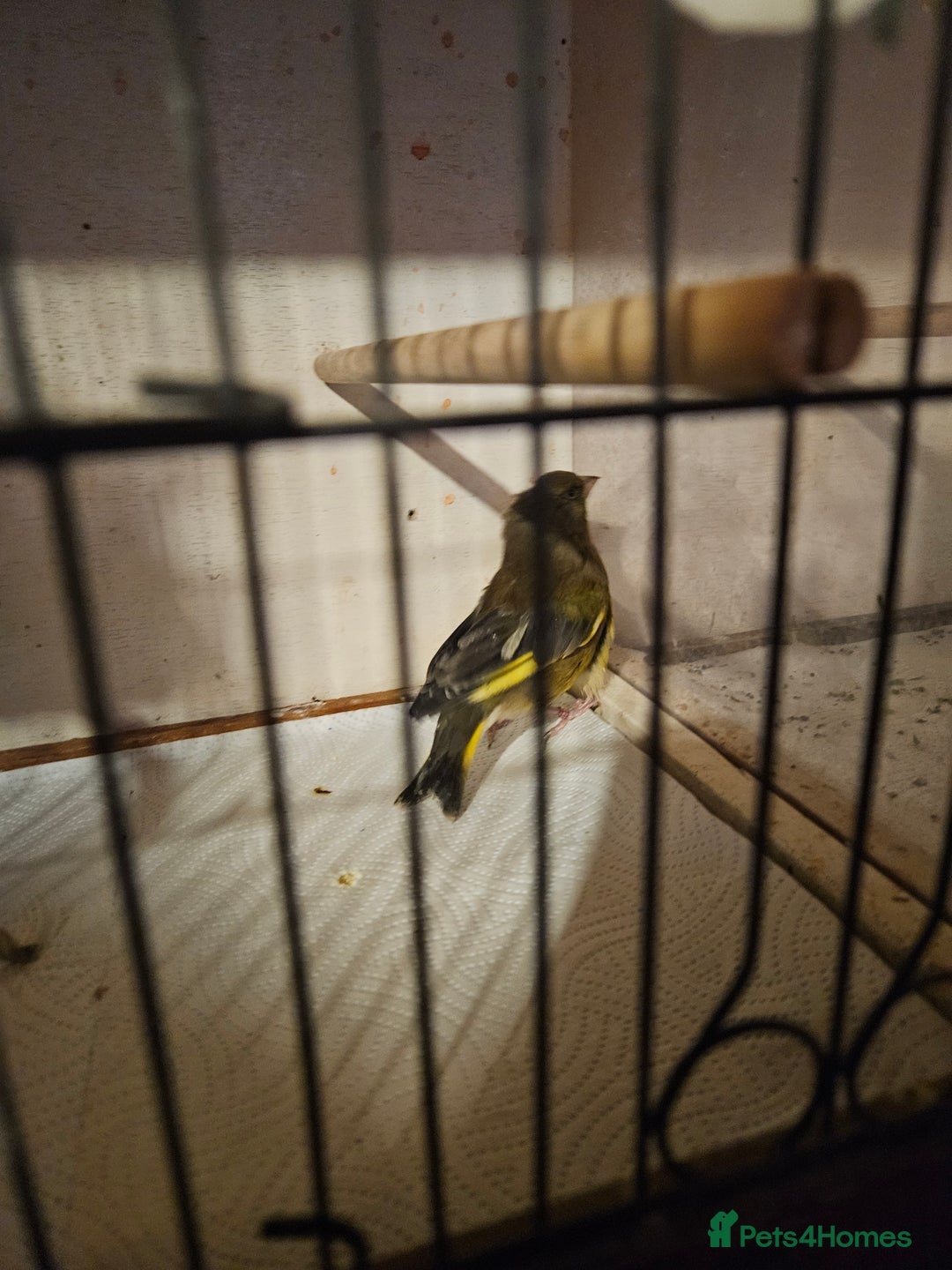 Finches birds for sale: Greenfinch, Bengalese Finches & Zebra Finches - Image 3