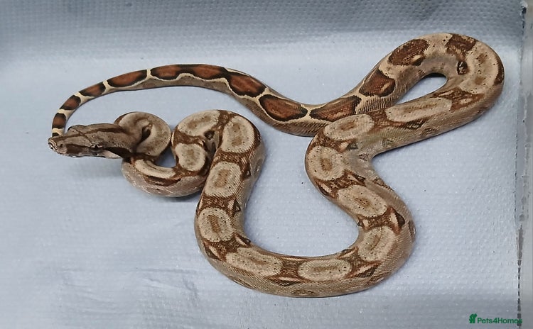 Boa Snake reptiles - Advert 15