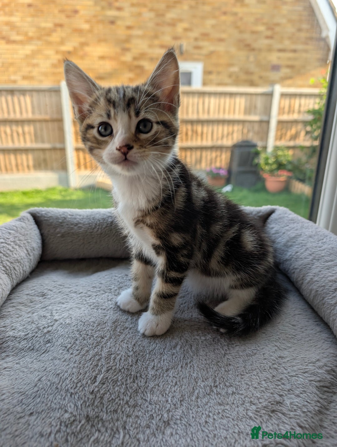 Domestic Shorthair cats for sale: Super stunning kittens - Image 7
