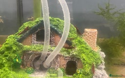 Shrimps fish for sale: Red shrimps for sale  - Image 2