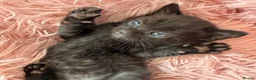 Bengal cats for sale: Really stunning bengal litter  - Advert 5