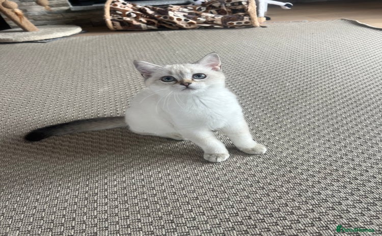 Scottish Fold cats - Advert 4