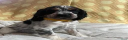 Cocker Spaniel dogs for sale: Show type cocker spaniel puppies  - Advert 12