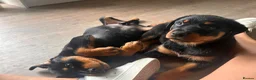 Rottweiler dogs for sale: Rottweiler female puppy - last one of litter left! - Advert 2