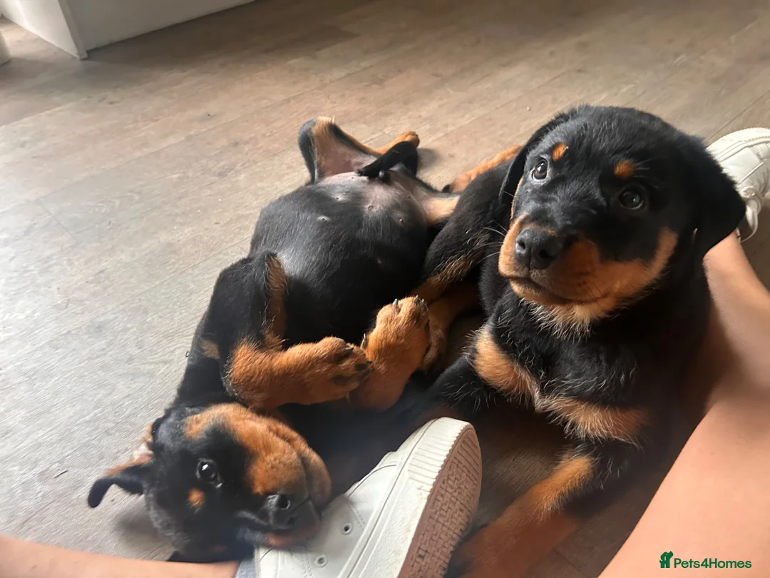 Rottweiler dogs for sale: Rottweiler female puppy - last one of litter left! - Advert 2