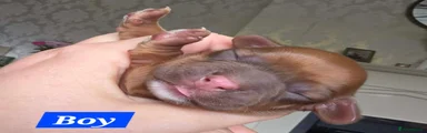 Puppy 5 (Boy)